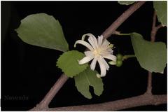Grewia tenax